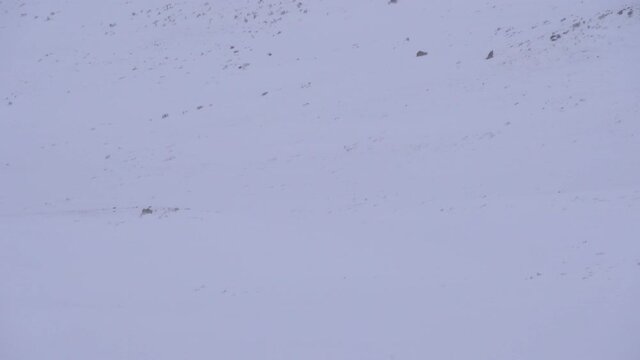 Coyote walking across the frame in snowy grey day