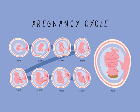 Embryo Development Months Phases