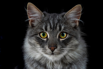 Black cat on a black background. Close-up view head and face of an elegant pet
