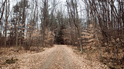 Obraz premium Autumn Trail