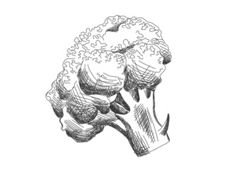 illustration of broccoli cabbage in black line, isolated on white background. Sticker, image for menu, packaging, design element