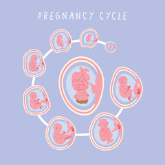 embryo development phases cycle