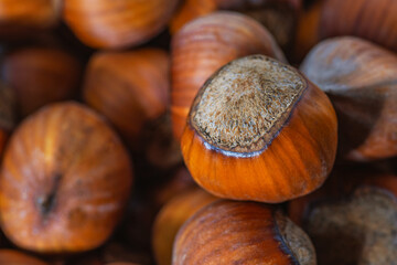 Hazelnuts in the shell. Round filbert, ripe fruit of a Corylus avellana hazel shrubs.