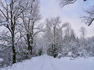 Winter wonderland deeply covered in snow. Feldkirch, Austria.