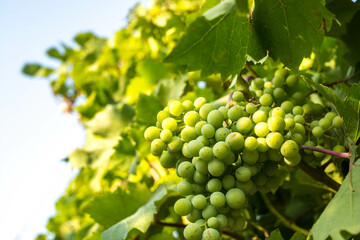 Fototapeta premium Green grapes