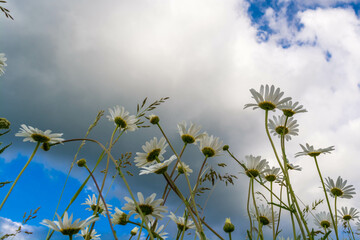 Field daisies