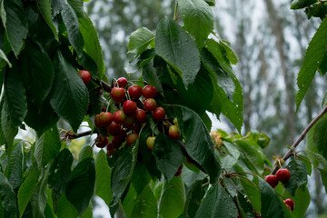 Ripe cherries