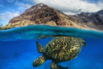 Swimming with Hawaiian Green Sea Turtle