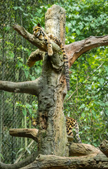 Fototapeta na wymiar Clouded Leopard resting in tree in zoo enclosure in Tennessee.