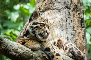 Clouded Leopard resting in tree in zoo enclosure in Tennessee.