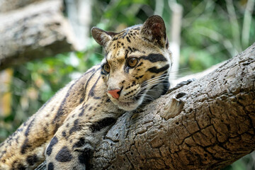 Clouded Leopard resting on tree limb in zoo enclosure in Tennessee.
