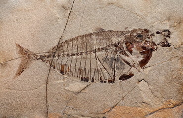 Fossil of a prehistoric creature.