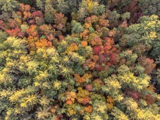 Fototapeta na wymiar View of a forest in the fall season.