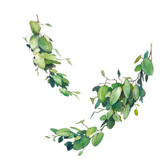 Watercolor greenery set. Eve branches and  leaves illustration. Hand painted floral clip art isolated on white background.