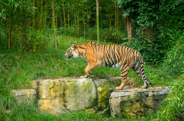 Sumatran Tiger walking on the rocks as zoo specimen in Tennessee.