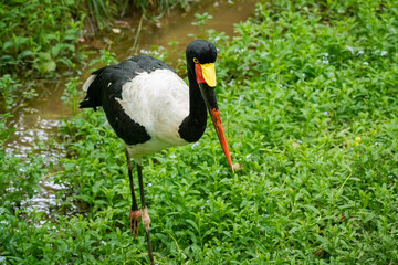 Saddle-Billed Stork foraging in grass as zoo specimen in Tennessee.