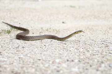 little snake macro photography that raises its head and shows its tongue