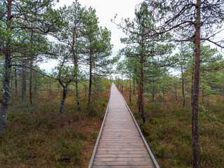 wooden footbridges are arranged in a swamp so that tourists can move along them