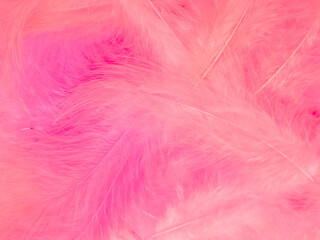 Obraz premium Beautiful abstract light pink feathers on white background, white feather frame on pink texture pattern, pink background, love theme wallpaper and valentines day, white gradient