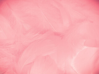 Fototapeta na wymiar Beautiful abstract light pink feathers on white background, white feather frame on pink texture pattern, pink background, love theme wallpaper and valentines day, white gradient