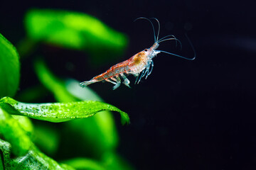 Big fire red or cherry dwarf shrimp with green background in fresh water aquarium tank,