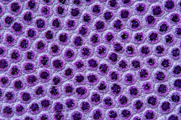 Texture of bright spotted leather close-up, fashion very peri color, vivid ornament. Trendy background