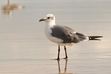 Gull wading in the surf on a Florida beach.