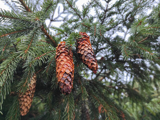 cones on the tree