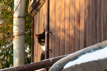 A black cat with a white breast basks in the sun on a frosty snowy day. A cat's walk in the snow on a sunny day. A playful kitten with one eye peeks out from around the corner