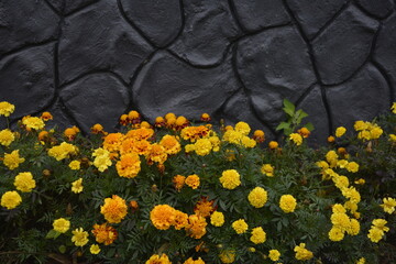 Marigolds during flowering in a garden bed near a stone wall.