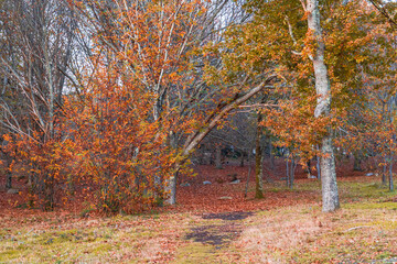 Orange sunset in a forest, in the middle of autumn with fallen leaves.