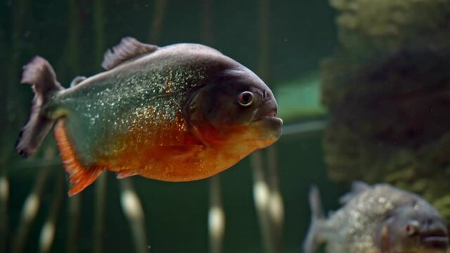 Predatory freshwater piranha fish that live in rivers and fresh water bodies in the tropical part of South America.