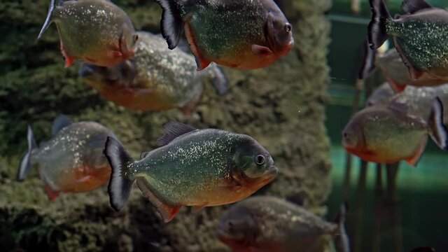 Predatory freshwater piranha fish that live in rivers and fresh water bodies in the tropical part of South America.