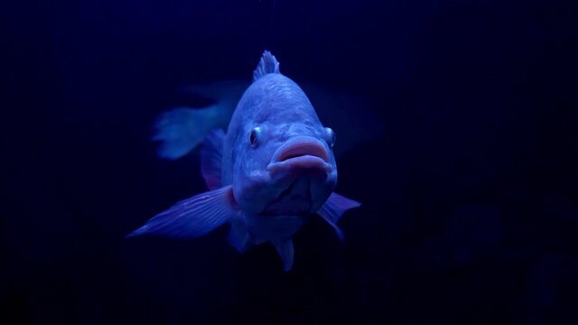 Slowly and thoughtfully swims Giant Albino Pacu Fish  