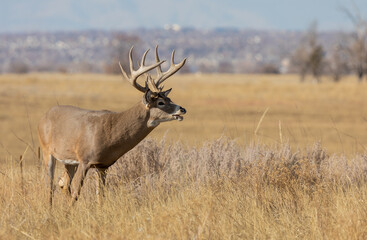 Whitetail Deer Buck in the Rut in Colorado in Autumn
