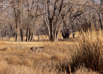 Whitetail Deer Buck in the Rut in Colorado in Autumn