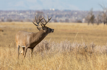 Whitetail Deer Buck in the Rut in Colorado in Autumn