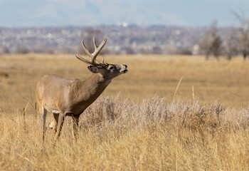 Whitetail Deer Buck in the Rut in Colorado in Autumn