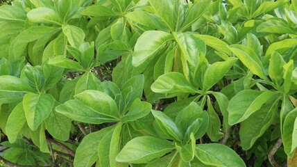 green leaves background