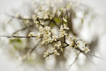 Frühling