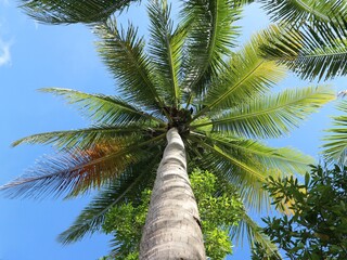 palm tree in the wind