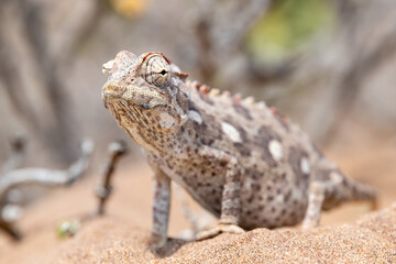 An attentive, hungry chameleon in the Namib Desert near Swakopmund, Namibia, Africa.