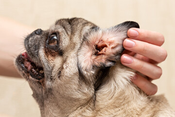 Beige pug. Dirty ear of the dog. Ear mites, allergic otitis media.
