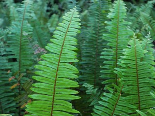 fern leaf in the forest