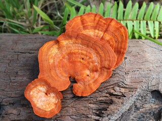 mushrooms on a stump