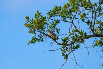 Corn Bunting or Emberiza calandra sitting on the cork oak tree. Algarve Portugal.