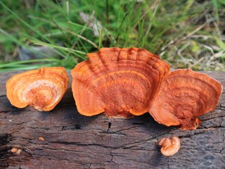 mushroom in autumn forest
