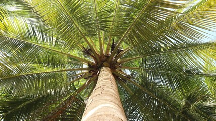 coconut palm tree