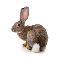 One brown rabbit.