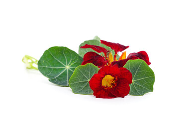 Red beautiful nasturtium.